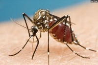 Вирусу Зика подверглись геи и биссексуалы